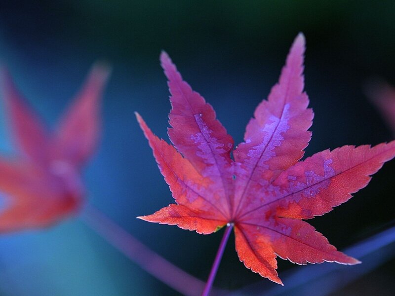 Red Maple Leaf — Photograph