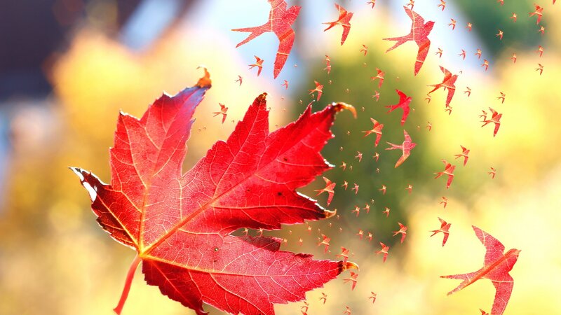Red Maple Leaf — Serene, Autumn, Digital Art, Birds