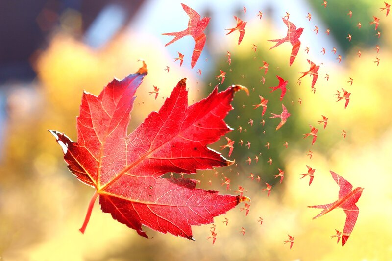 Red Maple Leaf — Serene, Autumn, Digital Art, Flying Birds