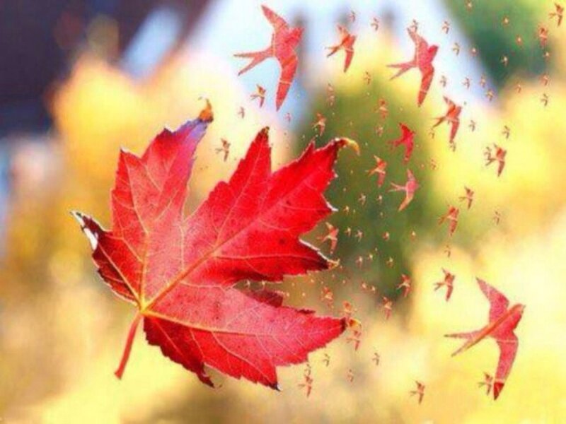 Red Maple Leaf — Serene, Autumn, Digital Art
