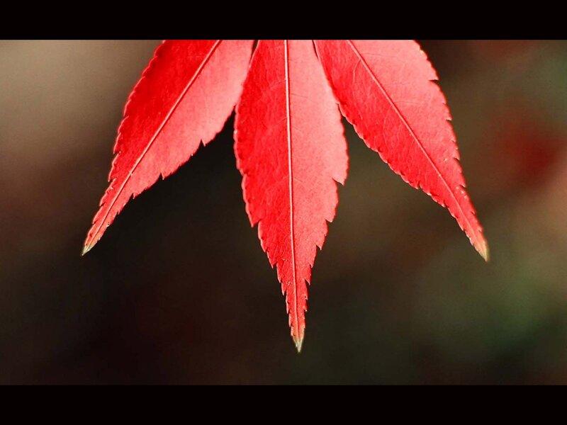 Red Maple Leaf — Serene, Autumn, Photograph, Background