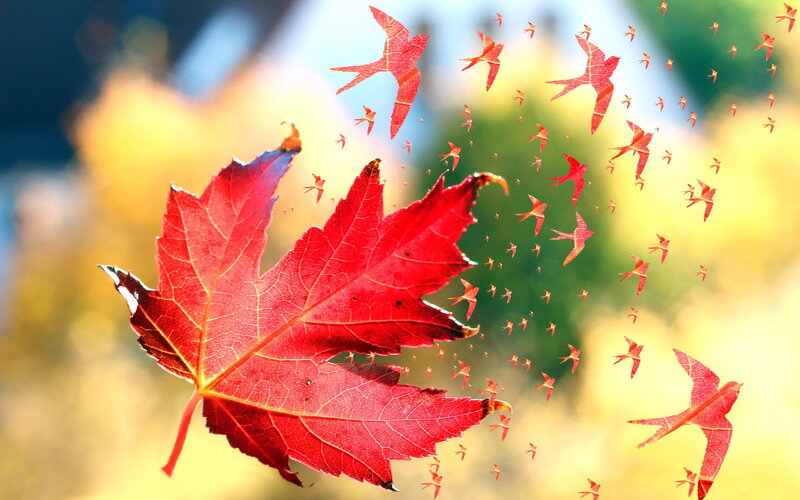 Red Maple Leaf — Serene, Autumn, Photograph, Birds
