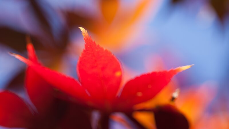 Red Maple Leaf — Serene, Autumn, Photograph, Blurred Background