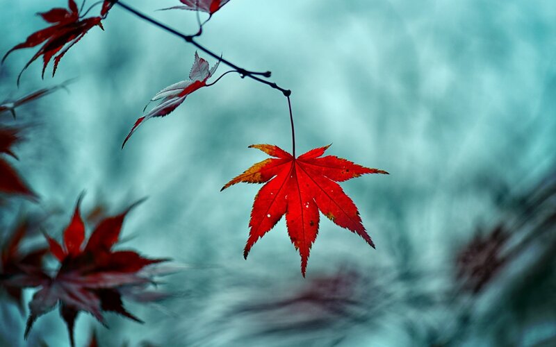 Red Maple Leaf — Serene, Autumn, Photograph, Branch, Autumn Leaves, Blurry Background