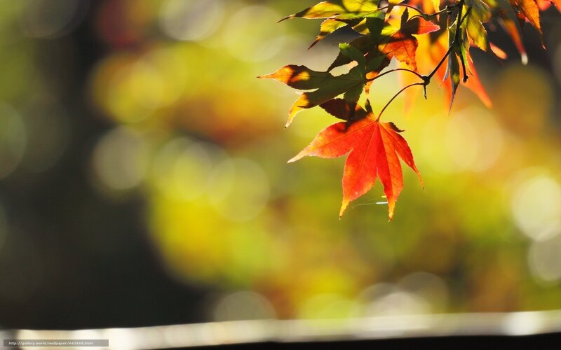 Red Maple Leaf — Serene, Autumn, Photograph, Branch, Bokeh