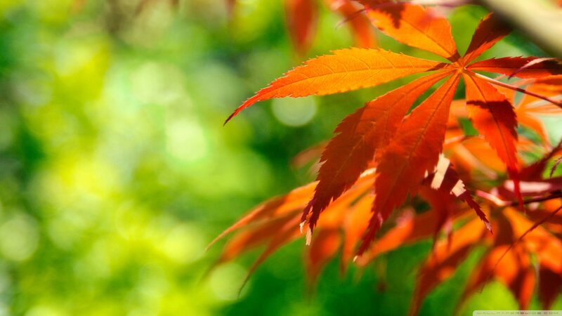 Red Maple Leaf — Serene, Autumn, Photograph, Branch, Green Background