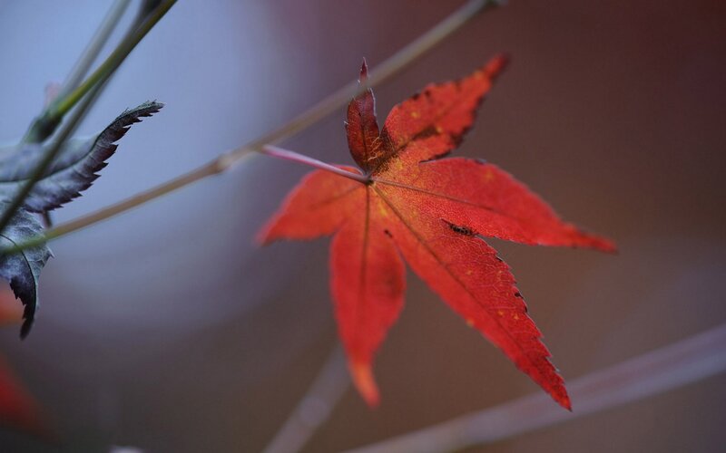 Red Maple Leaf — Serene, Autumn, Photograph, Branch, Insect