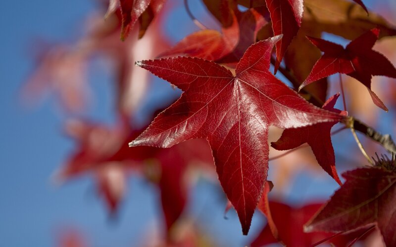 Red Maple Leaf — Serene, Autumn, Photograph, Branch, Sky
