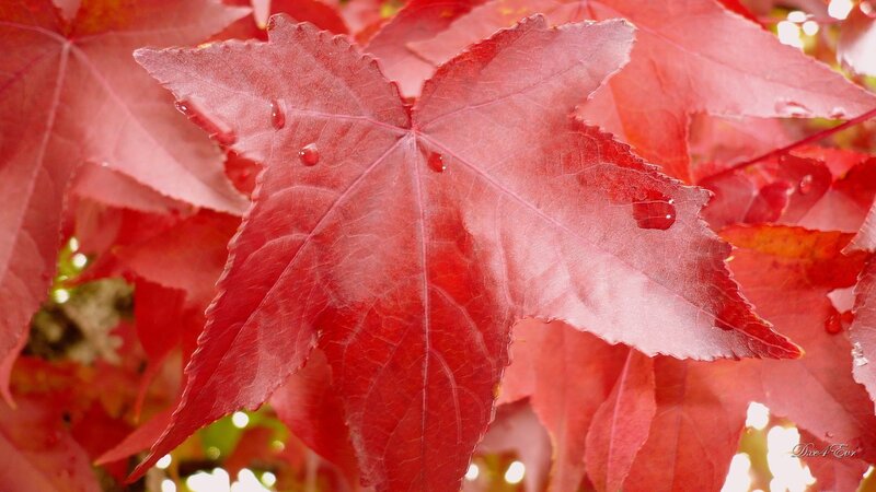 Red Maple Leaf — Serene, Autumn, Photograph, Drop