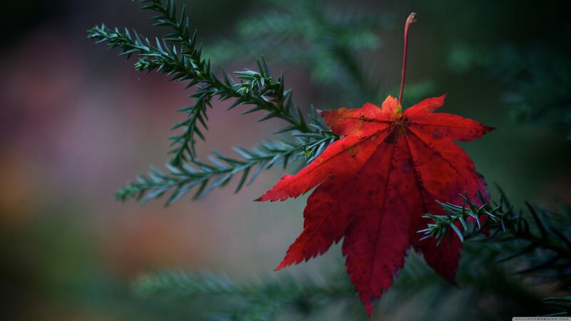Red Maple Leaf — Serene, Autumn, Photograph, Evergreen Branch, Forest