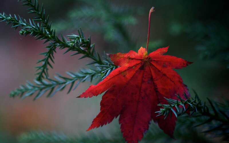 Red Maple Leaf — Serene, Autumn, Photograph, Evergreen Branch