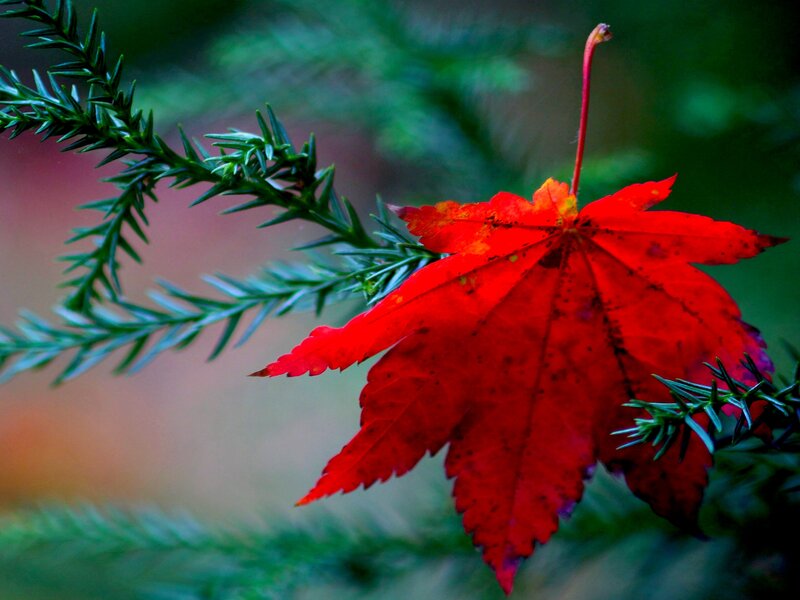 Red Maple Leaf — Serene, Autumn, Photograph, Green Branch