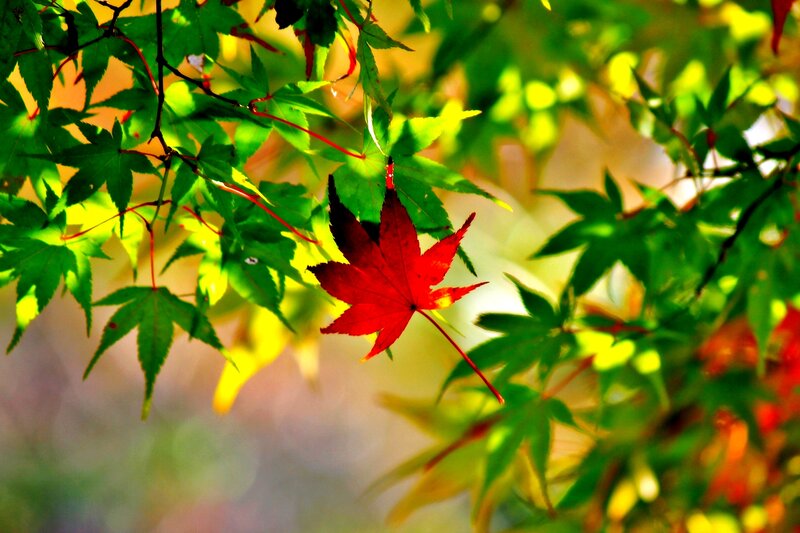 Red Maple Leaf — Serene, Autumn, Photograph, Green Leaves, Sunlight