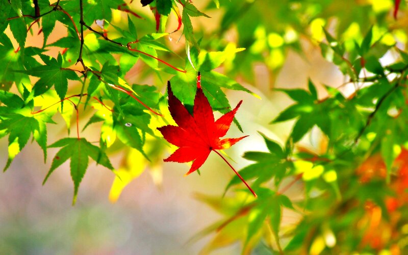 Red Maple Leaf — Serene, Autumn, Photograph, Green Leaves
