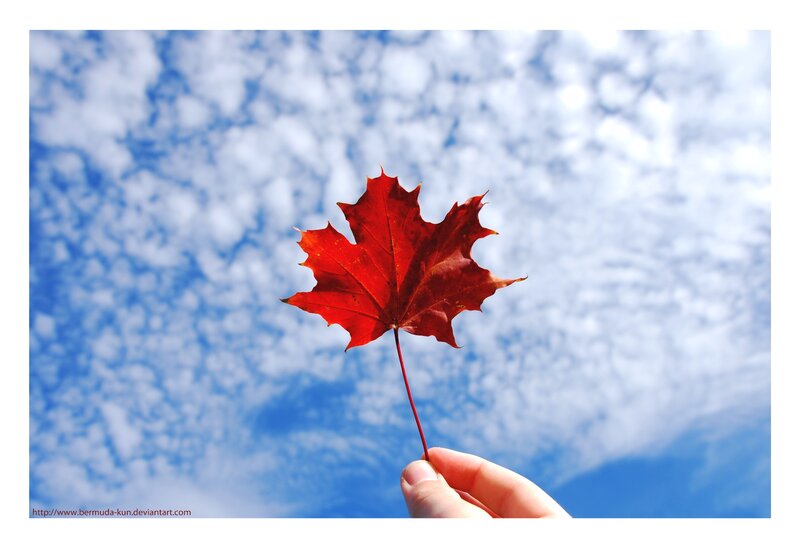 Red Maple Leaf — Serene, Autumn, Photograph, Hand