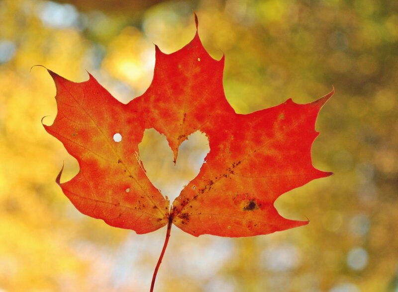Red Maple Leaf — Serene, Autumn, Photograph, Heart Shape, Background