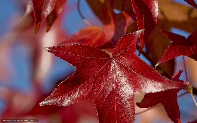 Red Maple Leaf — Serene, Autumn, Photograph, Leaves, Sky