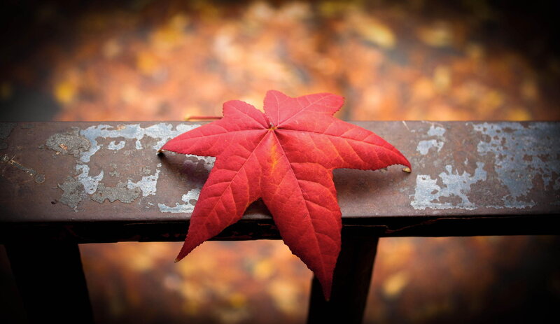 Red Maple Leaf — Serene, Autumn, Photograph, Metal Rail