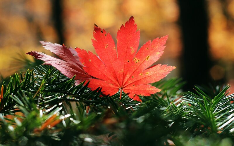 Red Maple Leaf — Serene, Autumn, Photograph, Pine Needles