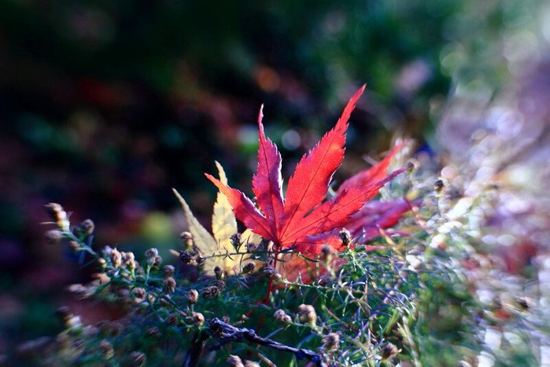 Red Maple Leaf — Serene, Autumn, Photograph, Plant