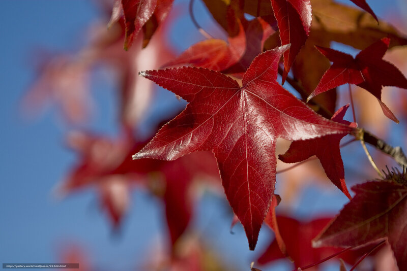 Red Maple Leaf — Serene, Autumn, Photograph, Sky