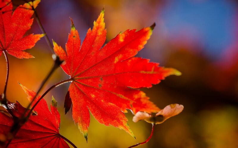 Red Maple Leaf — Serene, Autumn, Photograph, Stem, Background