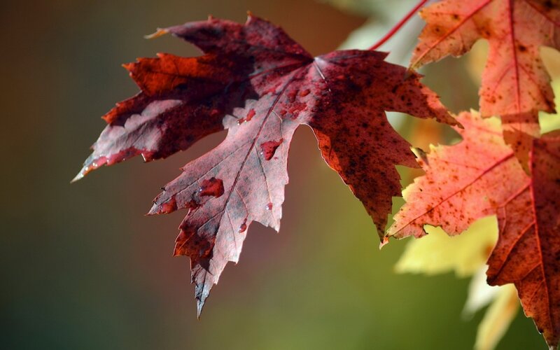 Red Maple Leaf — Serene, Autumn, Photograph, Sunlight, Background