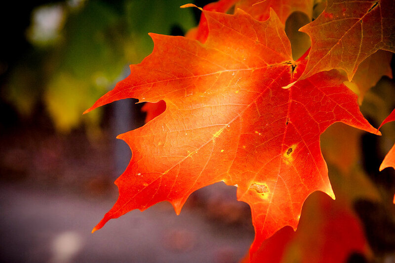 Red Maple Leaf — Serene, Autumn, Photograph, Sunlight