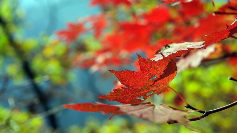 Red Maple Leaf — Serene, Autumn, Photograph