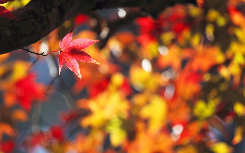 Red Maple Leaf — Serene, Autumn, Photograph, Tree Branch, Autumn Leaves