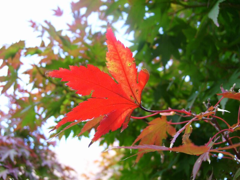 Red Maple Leaf — Serene, Autumn, Photograph, Tree, Branch, Green