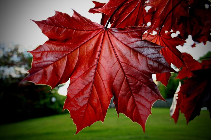 Red Maple Leaf — Serene, Autumn, Photograph, Tree, Grass