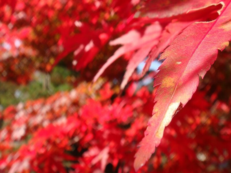 Red Maple Leaf — Serene, Autumn, Photograph, Tree, Green