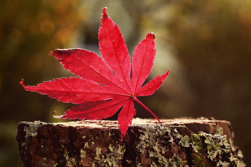 Red Maple Leaf — Serene, Autumn, Photograph, Tree Stump