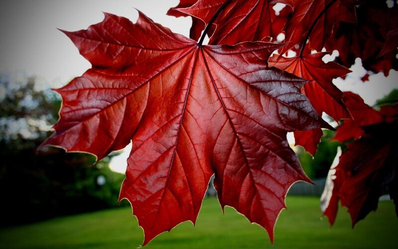 Red Maple Leaf — Serene, Autumn, Photograph, Tree