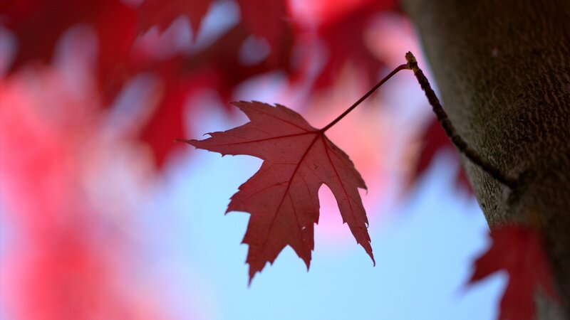Red Maple Leaf — Serene, Autumn, Photograph, Tree Trunk
