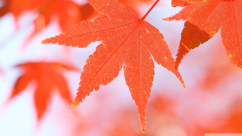 Red Maple Leaf — Serene, Autumn, Photograph, Veins
