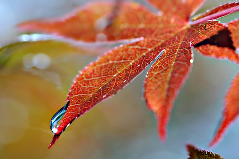 Red Maple Leaf — Serene, Autumn, Photograph, Water Drop