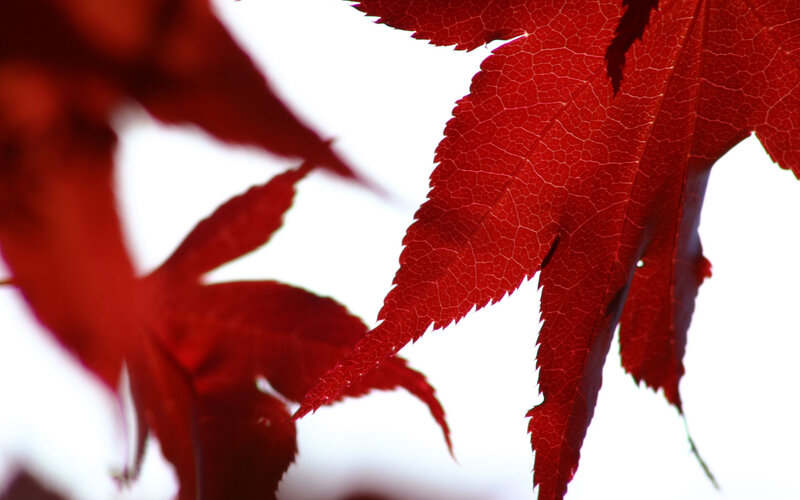 Red Maple Leaf — Serene, Autumn, Photograph, White Background