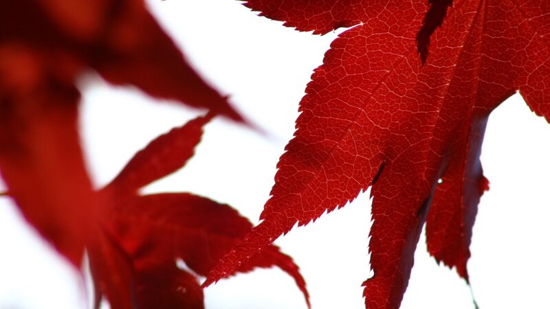 Red Maple Leaf — Serene, Autumn, Photograph, White Background, White