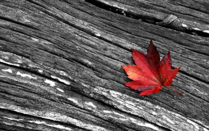 Red Maple Leaf — Serene, Autumn, Photograph, Wooden Surface, Black