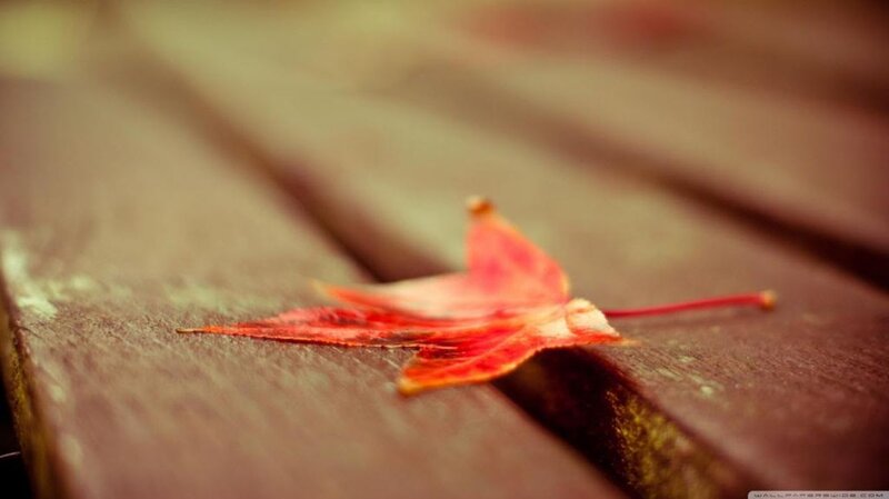 Red Maple Leaf — Serene, Autumn, Photograph, Wooden Surface, Stem