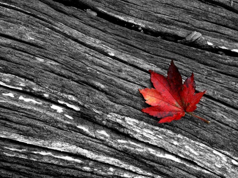 Red Maple Leaf — Serene, Autumn, Photograph, Wooden Surface