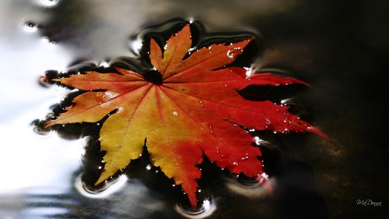 Red Maple Leaf — Serene, Autumn