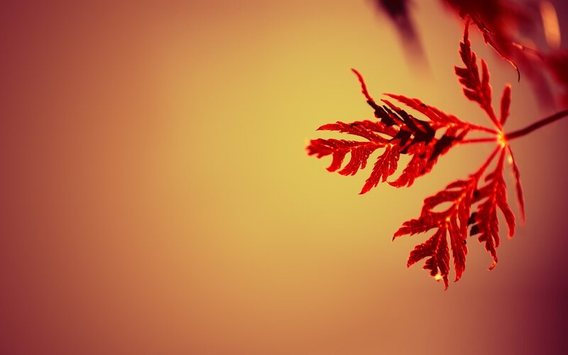 Red Maple Leaf — Serene, Sunset