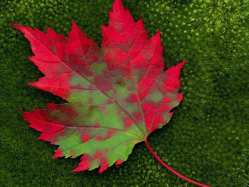 Red Maple Leaf — Serene