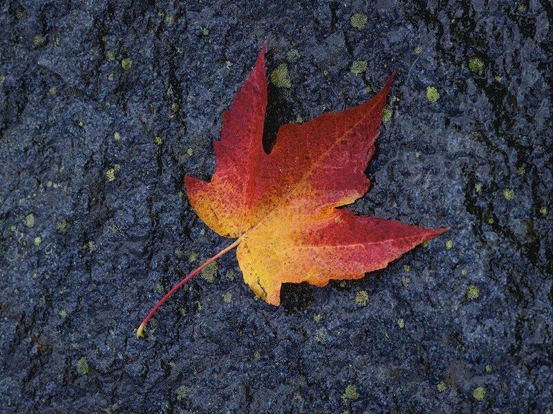 Red Maple Leaf