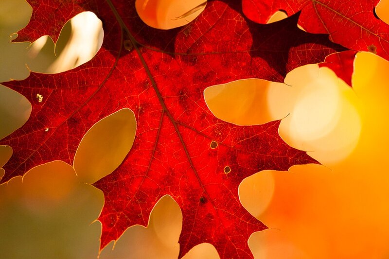 Red Maple Leaf — Warm