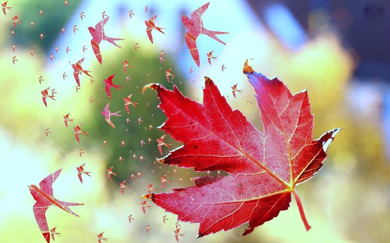 Red Maple Leaf with Birds