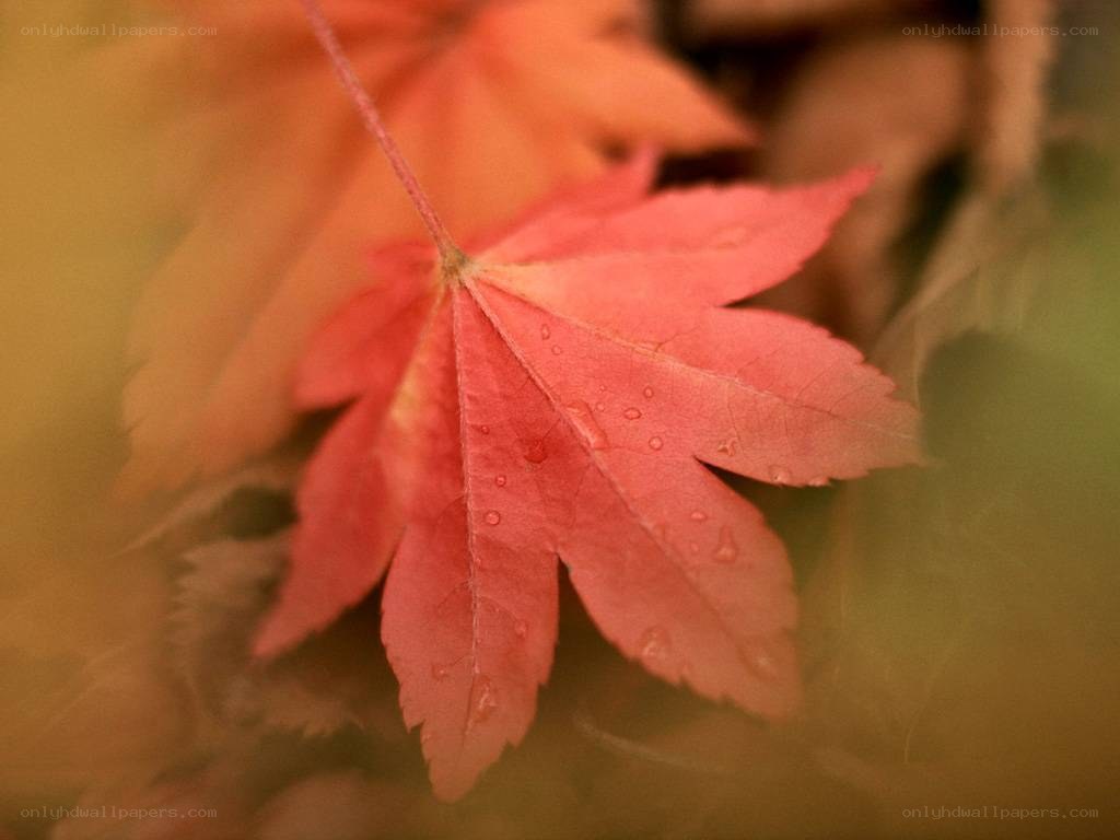 Red maple leaf with dew drops